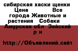 сибирская хаски щенки › Цена ­ 10 000 - Все города Животные и растения » Собаки   . Амурская обл.,Зейский р-н